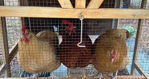 automatic chicken door