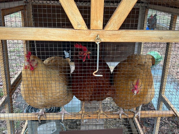 automatic chicken door